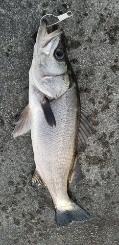 ヒラスズキの釣果