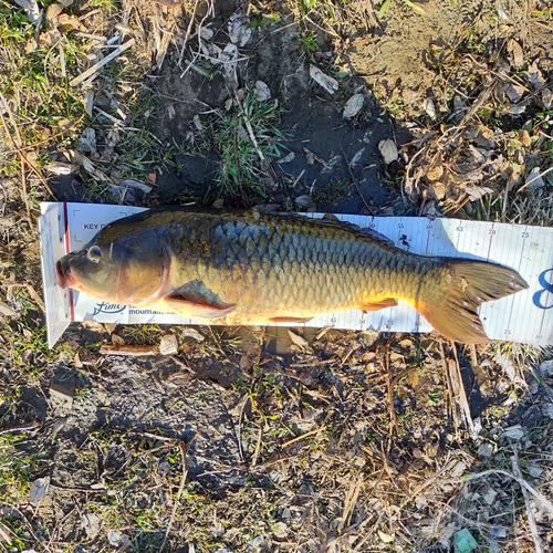 コイの釣果