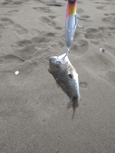 クサフグの釣果