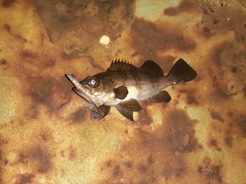 アカメバルの釣果