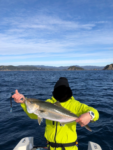 カンパチの釣果