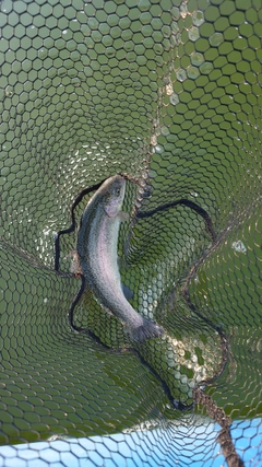ニジマスの釣果