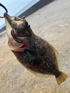 ヒラメの釣果