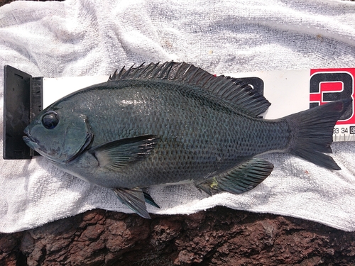 メジナの釣果