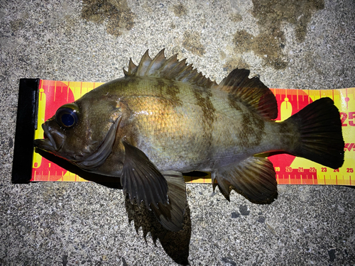 シロメバルの釣果