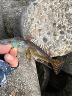 アナハゼの釣果