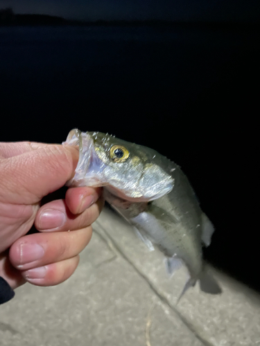 セイゴ（マルスズキ）の釣果