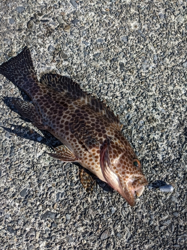 オオモンハタの釣果