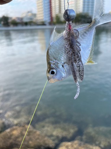 釣果