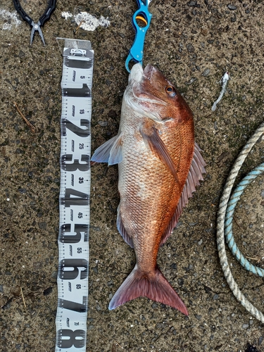 タイの釣果