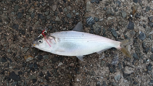 コノシロの釣果