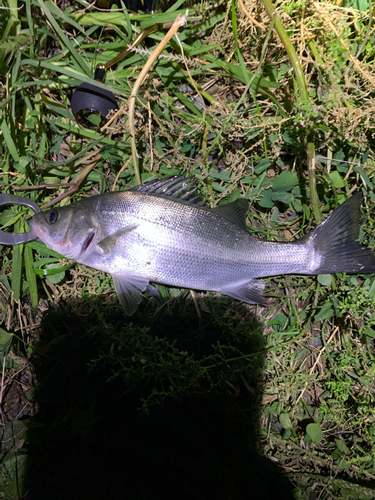 セイゴ（ヒラスズキ）の釣果