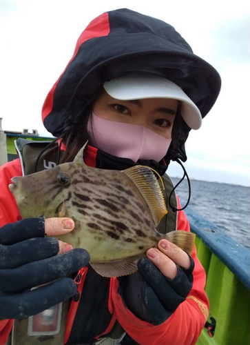 カワハギの釣果