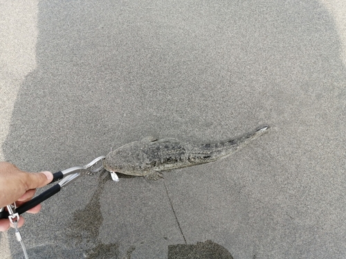 マゴチの釣果