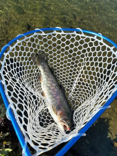 ニジマスの釣果