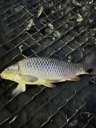 コイの釣果