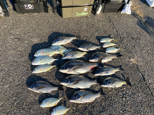 クロダイの釣果