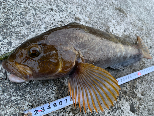 アイナメの釣果