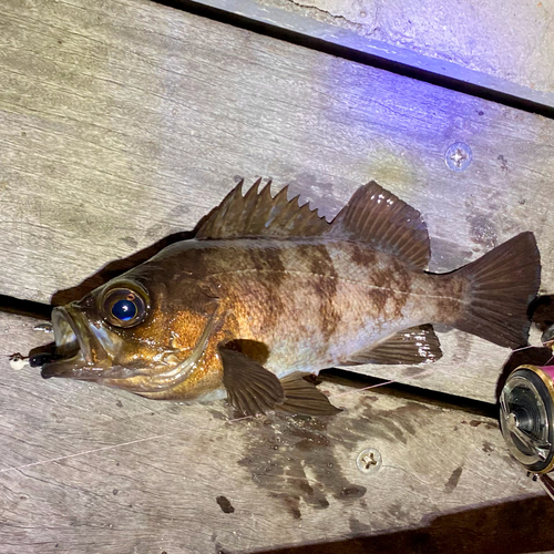 メバルの釣果