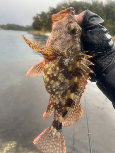 カサゴの釣果