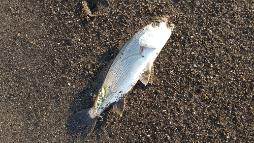 イシモチの釣果