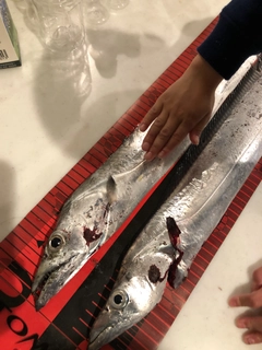 タチウオの釣果