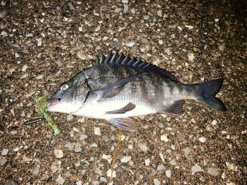 チヌの釣果