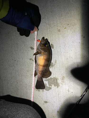 シロメバルの釣果