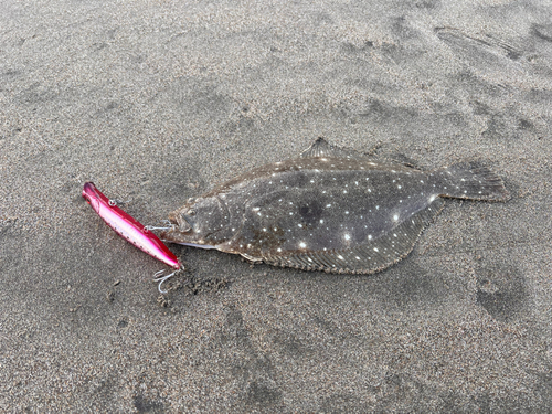 ソゲの釣果