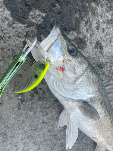 シーバスの釣果