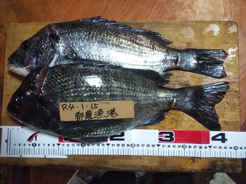 チヌの釣果