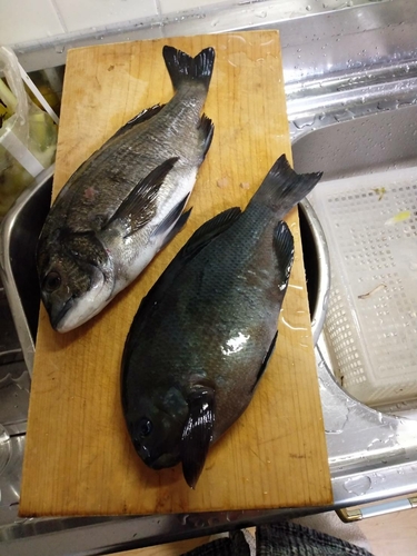 クチブトグレの釣果