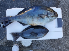 イスズミの釣果