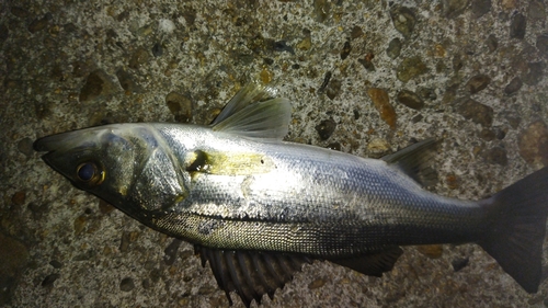 セイゴ（マルスズキ）の釣果