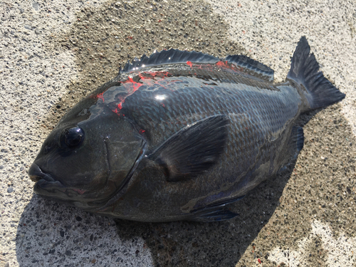 グレの釣果