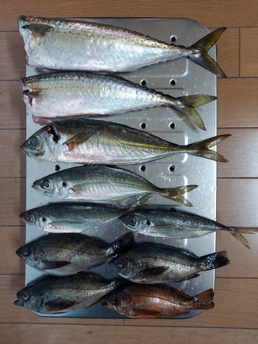 アジの釣果