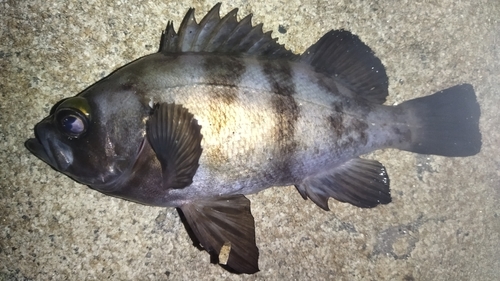 メバルの釣果