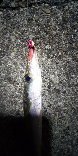 カマスの釣果