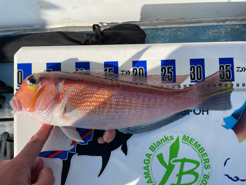 アマダイの釣果