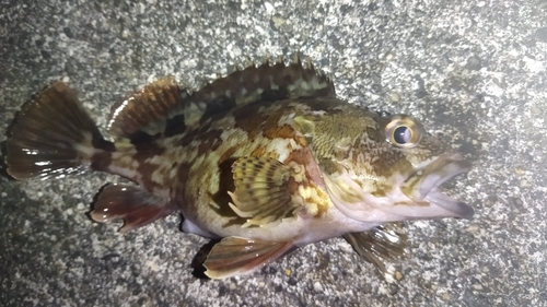 ガシラの釣果