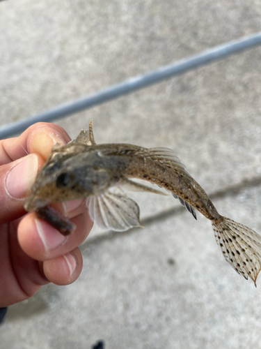 メゴチの釣果