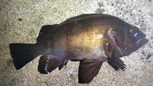 メバルの釣果