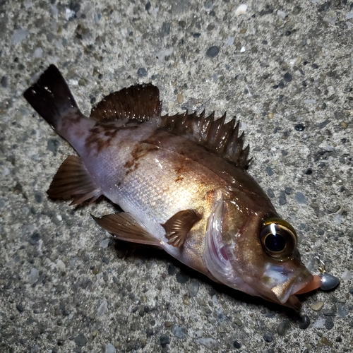 メバルの釣果