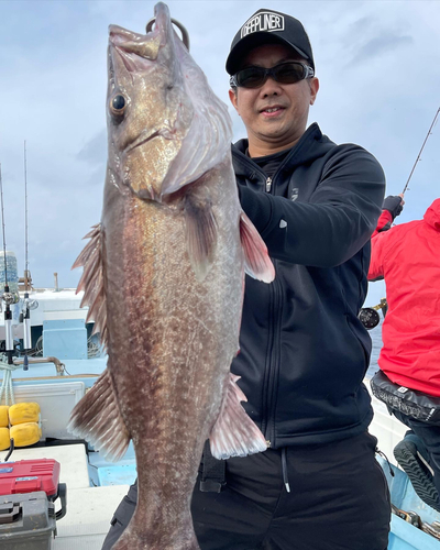 アラの釣果