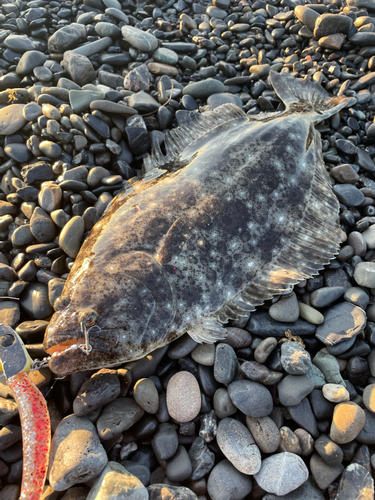 ヒラメの釣果