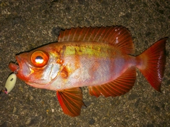 キントキダイの釣果