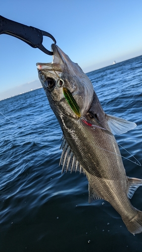 シーバスの釣果