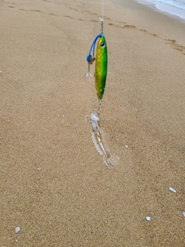 コチの釣果