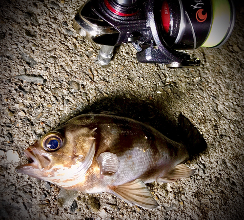 メバルの釣果