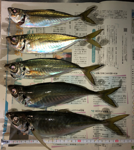 アジの釣果